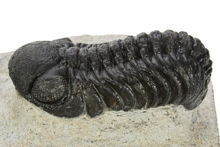 Detailed Austerops Trilobite - Morocco #331947